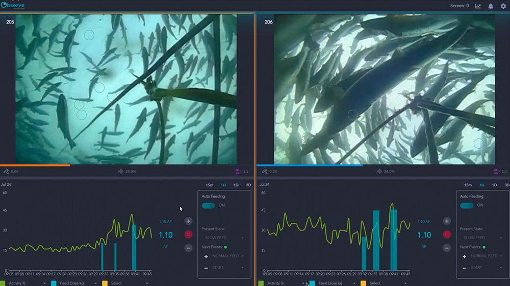 Artificial Intelligence (AI) takes fish feeding from art to science